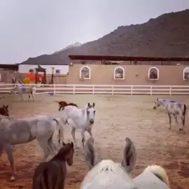 #خيل_عربية_اصيلة #خيل_عربي_اصيل #خيل_عربي #شعر