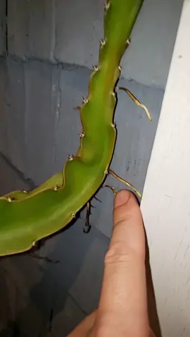 how a dragonfruit climbs in the wild #dragonfruit #fruit #garden #plants