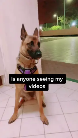 Is anyone watching, comment “ hi “ for a reply ! #foryoupage #foryou #fyp #viral #tiktok #dogsoftiktok