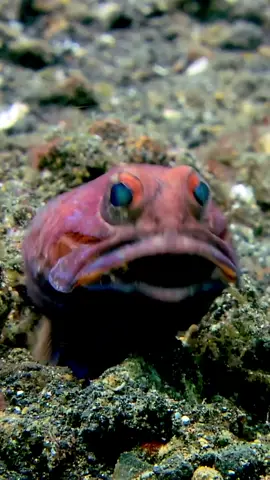 A male jawfish spits out the eggs he has been carrying in his mouth so that they can hatch. #science #seeker #fliptheswitch