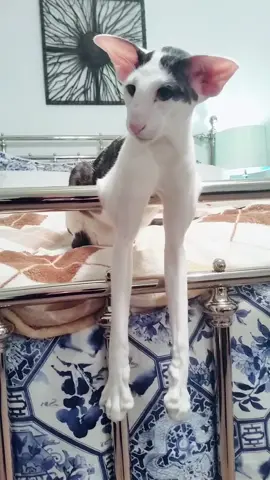Who thinks Teddy has the longest legs of any cat? Like if you think so  #catsoftiktok #fyp #virał #happyathome