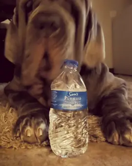 When you had a ruff day and somone buys you a drink. #fyp #foryou #MySkinandME  #tiktokreviews  #dogsoftiktok