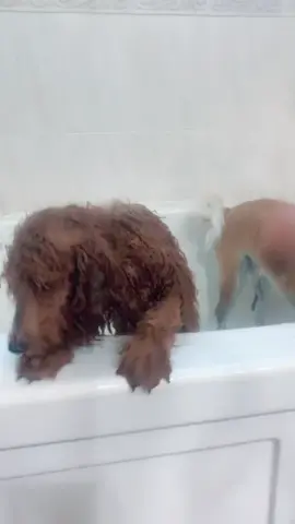 #cutepuppy #puppieslover #puppiesbath #fyp