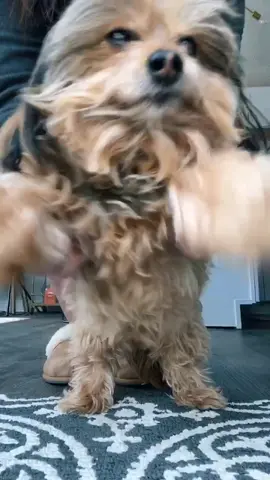 SAVAGE FT. CHLOE 🐶 #ButterGlossPop #gamingszn #MySkinandME #mealprep #MoodBoost #savagechallenge #imasavage #fyp #dogsoftiktok #dancechallenge