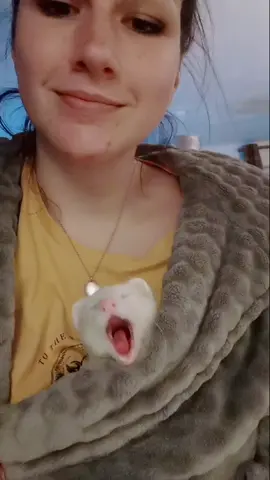 So sleepy #ferret #iloveferrets #ferrets #stinkytheifweasle #catsnake #cuteferret #whiteferret #funnyferret