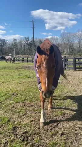 Comment!   #horse #MoodBoost  #fyp #foryoupage