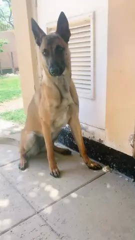 Isn’t he hand 🥰! @bandit.thehusky #foryoupage #foryou #fyp #dogsoftiktok #viral #dog
