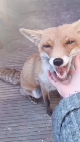 #fox #whatdoesthefoxsay #wildlife