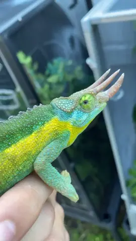 Rainbow Jacksons Chameleon #chameleon #chameleons #jacksonschameleon #strangepets #tiktokpets #happyathome #puppycheck