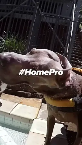Record your home-bound fun on any device for the #homepro Challenge. 5 creators are awarded daily with a HERO8 Black or MAX + 5 years of GoPro PLUS.🏡