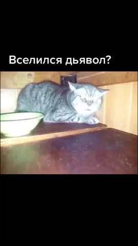 Страшно? #кот
