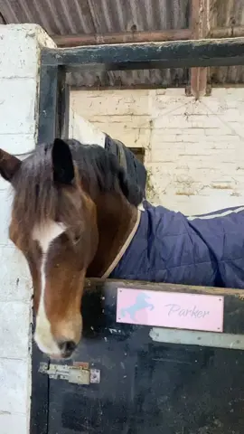 He’s so extra 😂🥰🥰 #extra #Iwillnotbeignored #drama #funny #horse #equeatrian #mainman #Parker