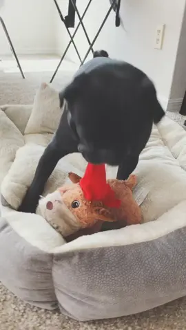#PlayByPlay #dog #pug #puglife #cochino #Love