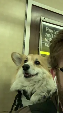 I. LOOK. GUD. #earthhour #distancedance #fyp #corgi