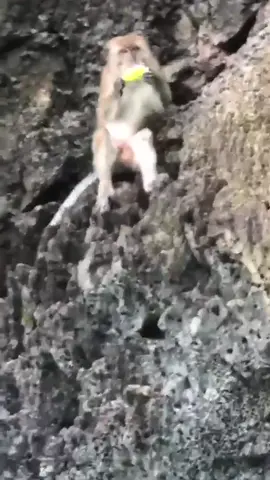 Monkey with the HANDS. (via mitchmathews10/Instagram)