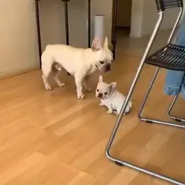 @brucelovesbella #doglove #dog #bulldogs #bulldog #frenchbulldogs #frenchiepuppy #frenchies #frenchie #frenchbulldog