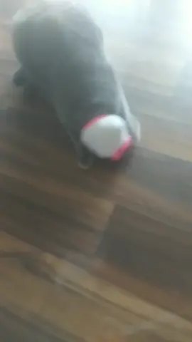 We put a sock on my cats head and this is what she did #fyp