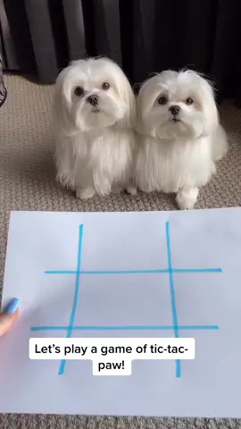 A friendly game of tic-tac-paw🐾 #fyp #TheSongOfUs #viral #tictactoe #dog