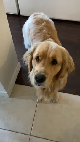 Don't lose your sh*t ..the audio makes it sound way worse.. he instantly ate it 😊 #boredathome #quarantine