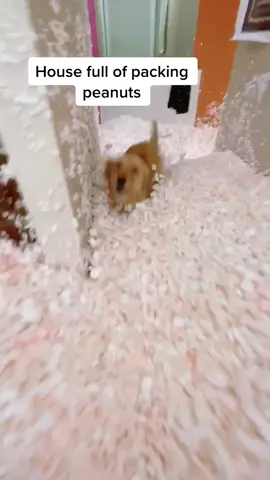 My dog inside of my house filled with packing peanuts￼￼! W/ @capronfunky