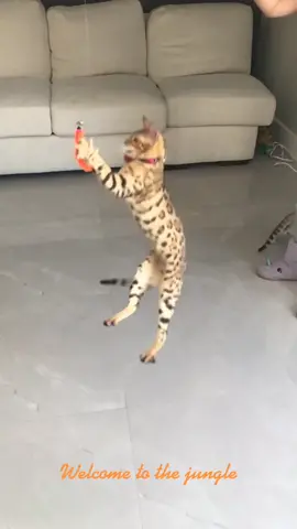 Welcome to the jungle ! #bengal #exotic #tiger #minitiger #kitten #bengalcat #happyathome