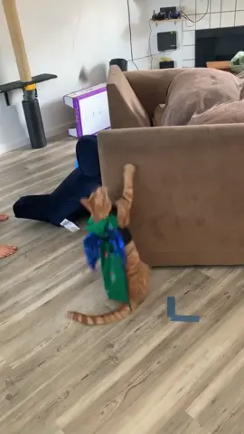 Today, Pickle Was Drogon #todaypickle #catcosplay #drogon #catdragon #gameofthrones #dragon #catsoftiktok #happyathome