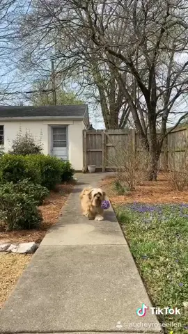 Bad golden boi #shorkie #fetch #goodboi #fyp