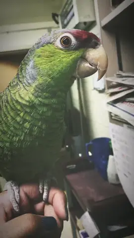 I miss this #birb! #parrot #amazon #amazonparrot #birdnerd #reallifeathome #zookeeper #animals #bird