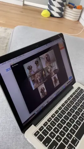 Zoomies gone digital 😉 #dogsoftiktok #tiktokdogs #foryou #foryoupage #fyp #zoomchallenge #zoom