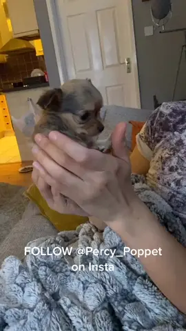 #houseoftiktok #boompuppychalenge #boomapuppy #puppy #puppiesoftiktok #lovedog #lovedog #viral #puppydog #cutepuppy #puppylove #quarantine #fyp #foru