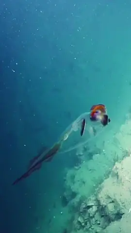 Check out what the Nautilus Live crew found deep in an ocean canyon #squid #squidward #oceanlife #explorer