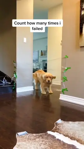 This is an old Instagram video.. See if I went through the heckin force field 😆 #boredathome #dogsoftiktok #dog #funnydog