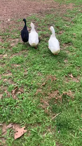 #crazycrittercabin #ducksoftiktok #birdsoftiktok #waddleaway
