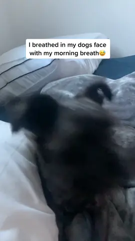 I tried it to my other dog 😂🙈 duet me if you try this!! #morningbreathchallenge #fyp #dogsoftiktok #dogchallenge #distancedance