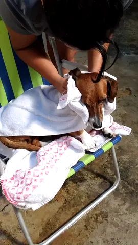 #peace #usa #ferias #coronavirus #dogsoftiktok #dogs #petparent #PetsOfTikTok #tiktok #brasil #quarentena #pet #petlover #pets
