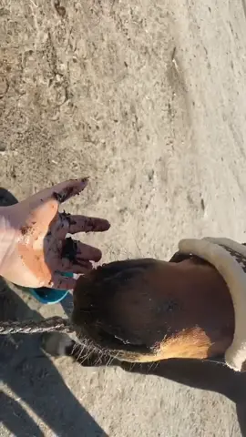 Was sind eure Hate-Moments im Stall?😂#foryou #fürdich #viral #goviral #equestrian #follwme #fail #shithappens #mylifebelike