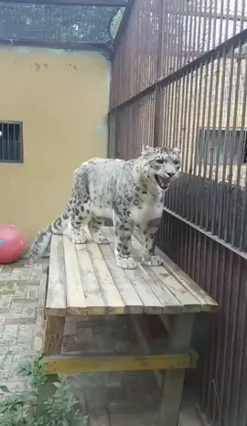 #life “Snow leopard”,plateau residents.He’s panting hot,because#globalwarming #animals #snowleopard #peace