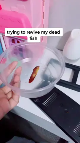 rip mr. moseby 🥺 #fish #pet #DecadesofHair #distancedance #jokes #humor #hacks #lifehacks #drakeandjosh