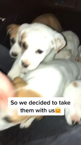 What kind of human does this? #puppies #rescue #cute