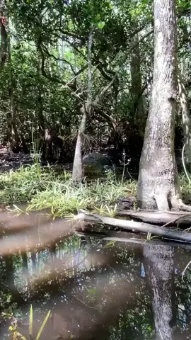 Check out this LARGE gator named Snaggletooth crossing paths with a woman in the Everglades. #alligator #florida #evergladesholidaypark #gatorboys