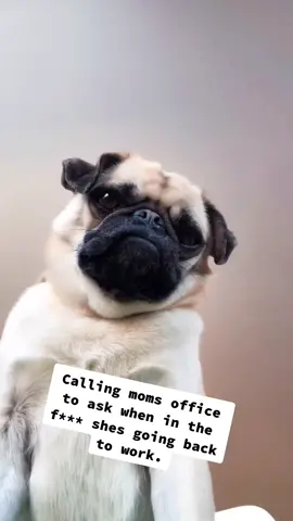 #dogsoftiktok #videocall #boredinthehouse #quarantine