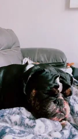 But where is it the toy?? #englishbulldog #levelup #fyp
