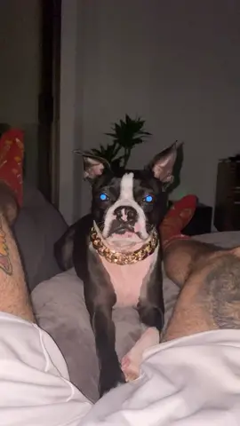 He still ain’t having it #fart #challenge #dog #fyp
