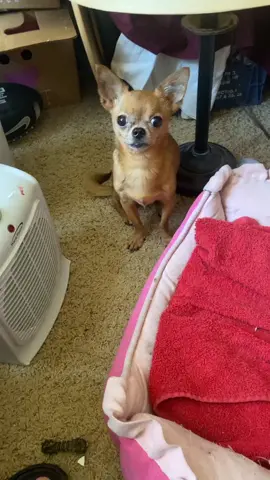 She’s so spoiled #chihuahuas #dogsoftiktok #heater #alwayscold