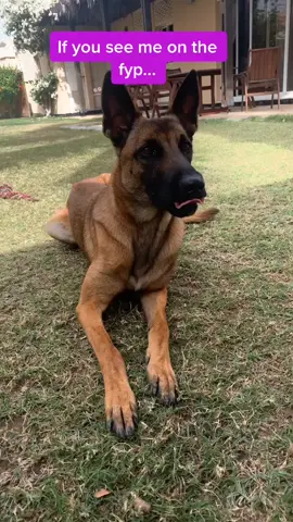 Would you 🤩?!?! #foryoupage #foryou #fyp #dogsoftiktok #pawsitivedsquad #dogs #viral #dog #follow