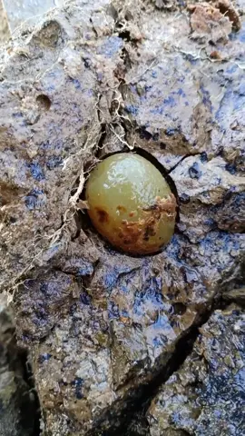 Rock potato...