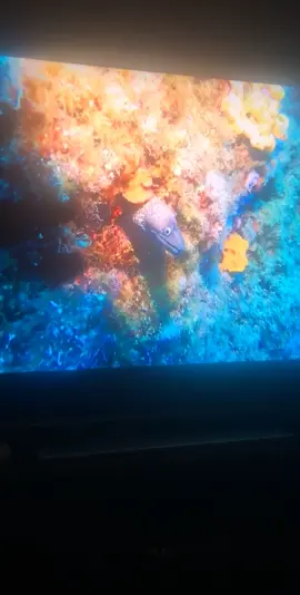 “That’s a moray eel, Rob” #scubadiving #inderwater #morayeel #eel #rob #fyp #foryou #foryoupage #xyzcba