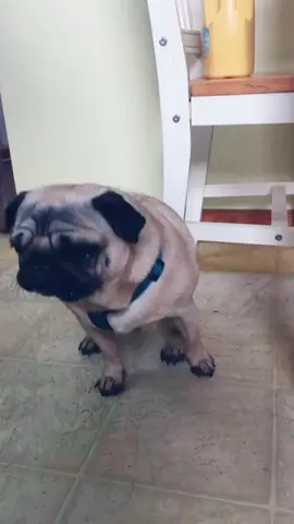 Meet my parents dog Winston #pug #fyp