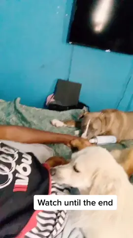 My dogs ready for any wolf 🐺 #puppies #fyppage #foryou #xyzba #wxyzabc meme