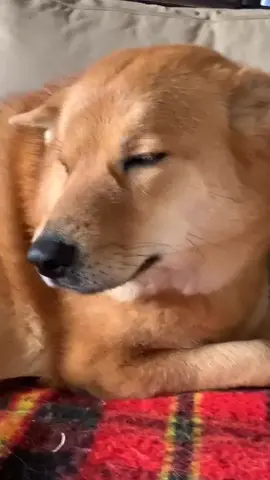 Molly just wanted to lick it. #dogeggchallenge #chowchow #dogsoftiktok #foryou #foryoupage #fyp